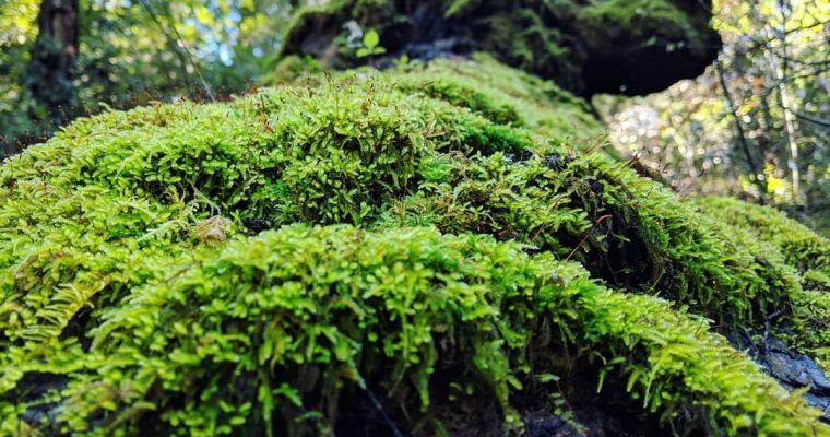 moment in the redwoods