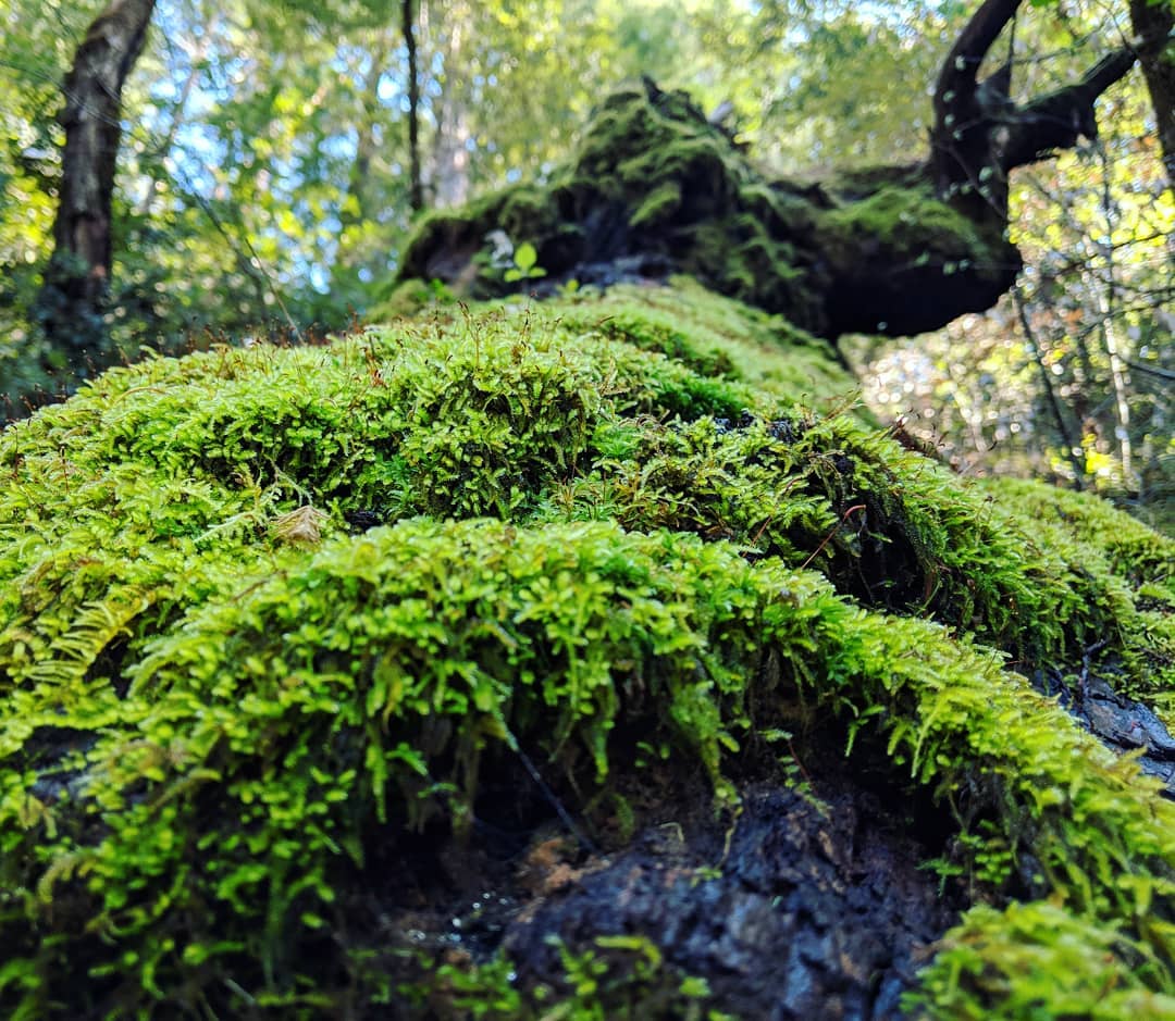 moment in the redwoods