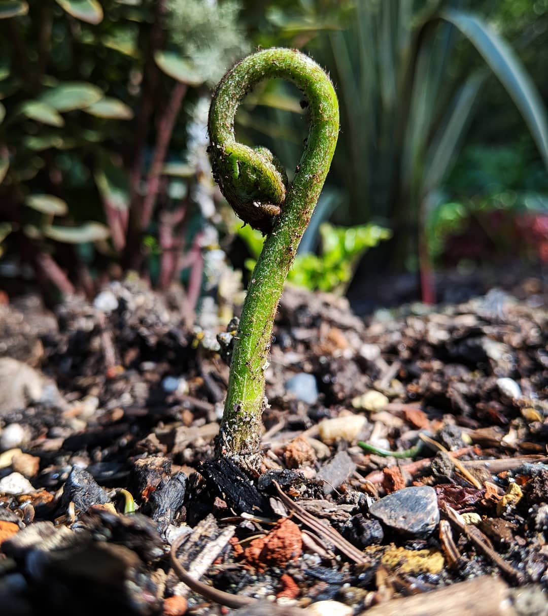 From Seed to Mother Earth